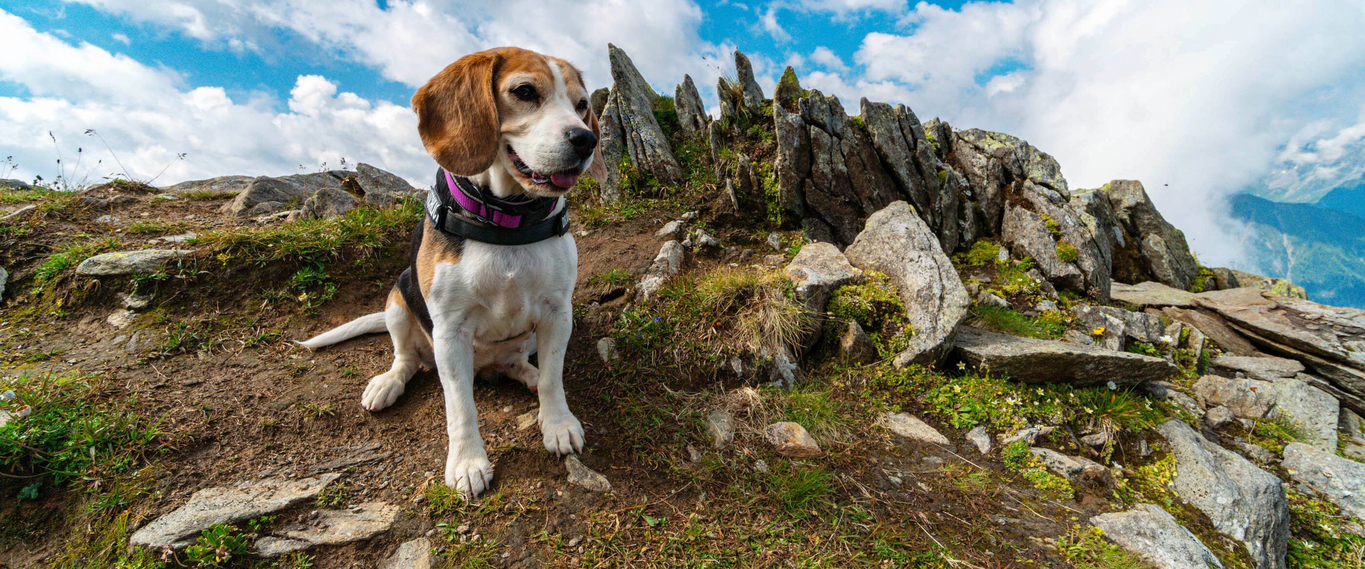 Urlaub mit Hund Zillertal