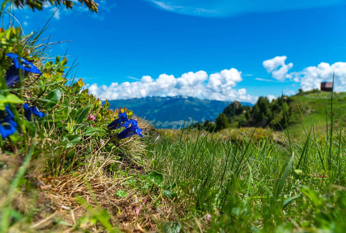 Natur Zillertal